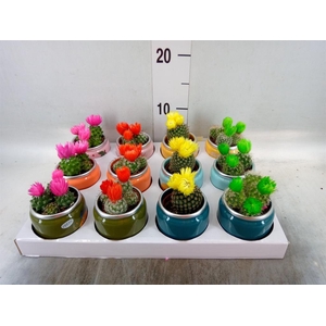 Cactus   ...mix