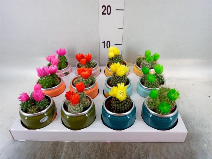 <h4>Cactus   ...mix</h4>