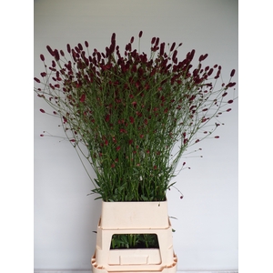 SANG OFFICINALIS