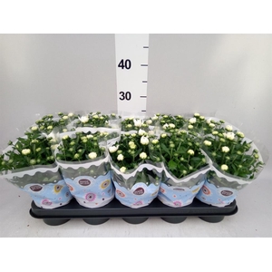 Chrysanthemum  'Mnt Gerlach'
