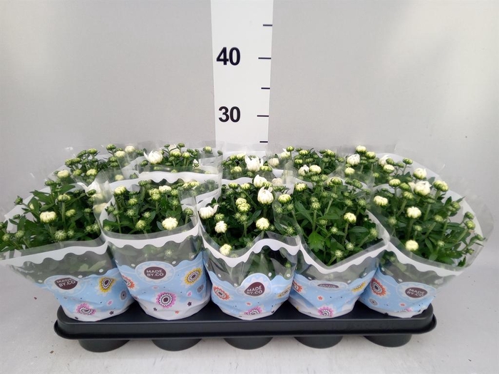 <h4>Chrysanthemum  'Mnt Gerlach'</h4>