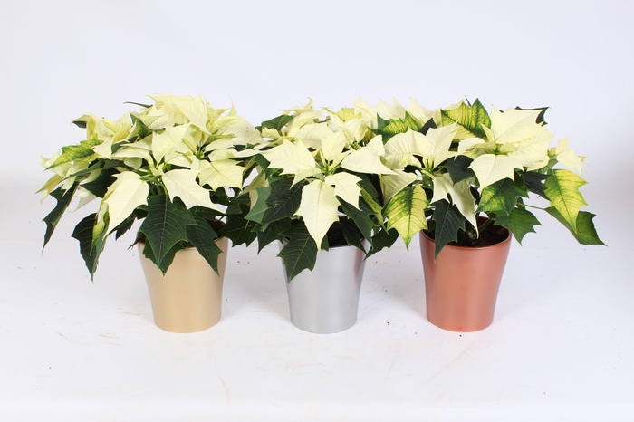 <h4>EUPHOR P ALASKA</h4>