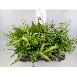 Ferns   ...mix
