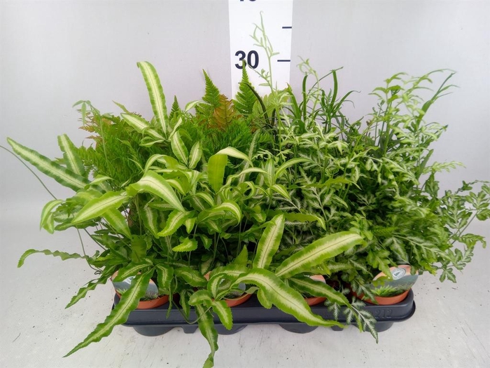 <h4>Ferns   ...mix</h4>