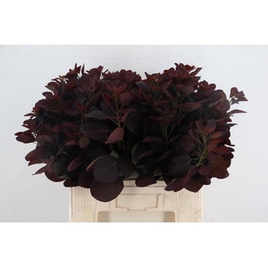 COTINUSBLAD ROYAL PURPLE 060CM