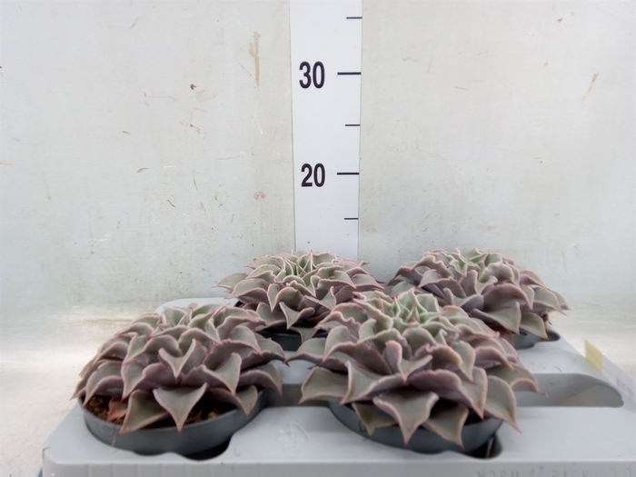 <h4>Echeveria   ...</h4>