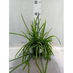 Lepismium bolivianum