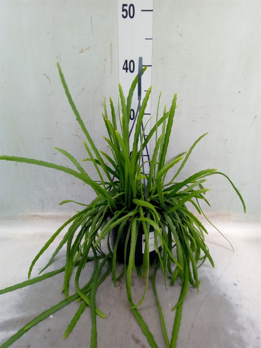 <h4>Lepismium bolivianum</h4>