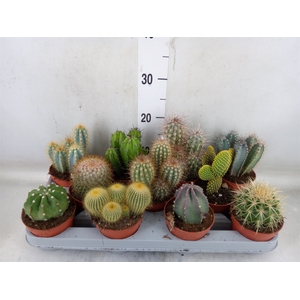 Cactus   ...mix