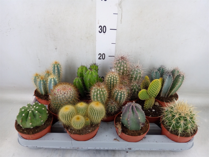 <h4>Cactus   ...mix</h4>