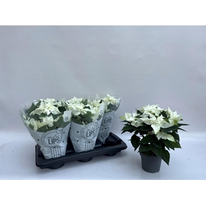 EUPHOR P PRI P WHITE