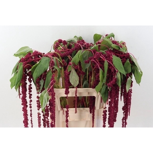 Amar Ca Red Cord