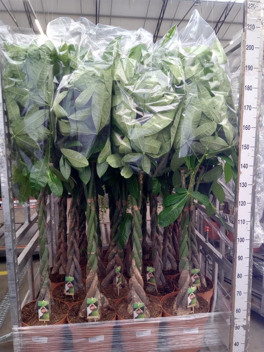 <h4>Pachira aquatica</h4>