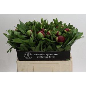 Paeonia Red Charm