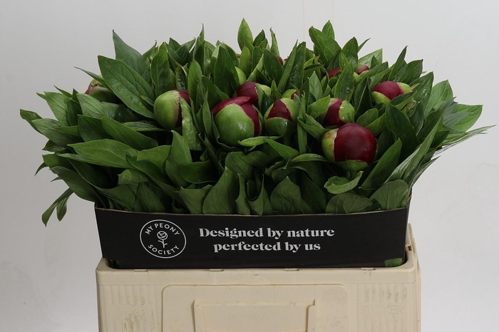 <h4>Paeonia Red Charm</h4>