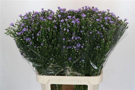 <h4>Ast Cassandra</h4>