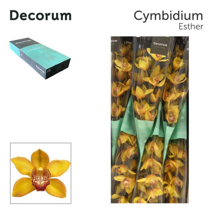 <h4>Cymbidium Esther</h4>