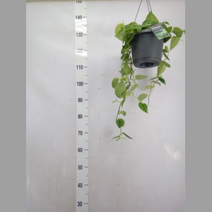 Scindapsus pictus 'Argyraeus'