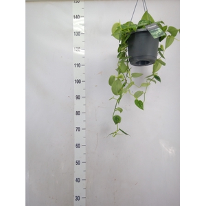 Scindapsus pictus 'Argyraeus'