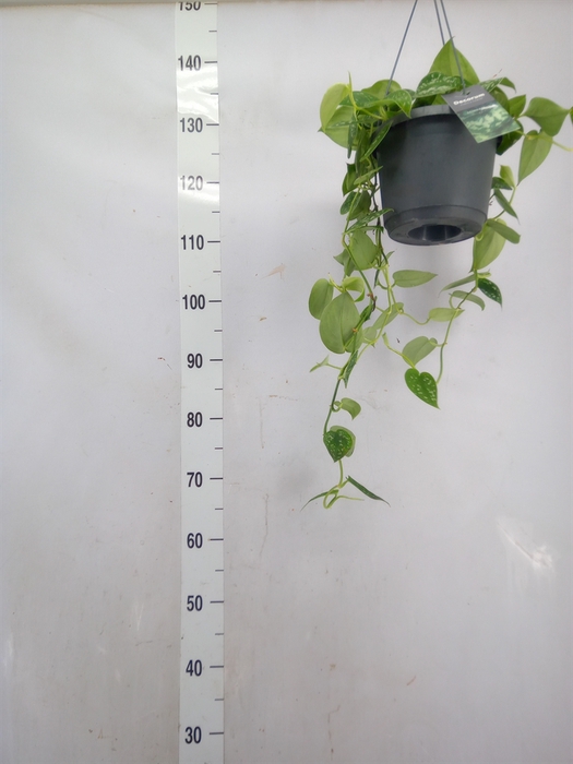 <h4>Scindapsus pictus 'Argyraeus'</h4>