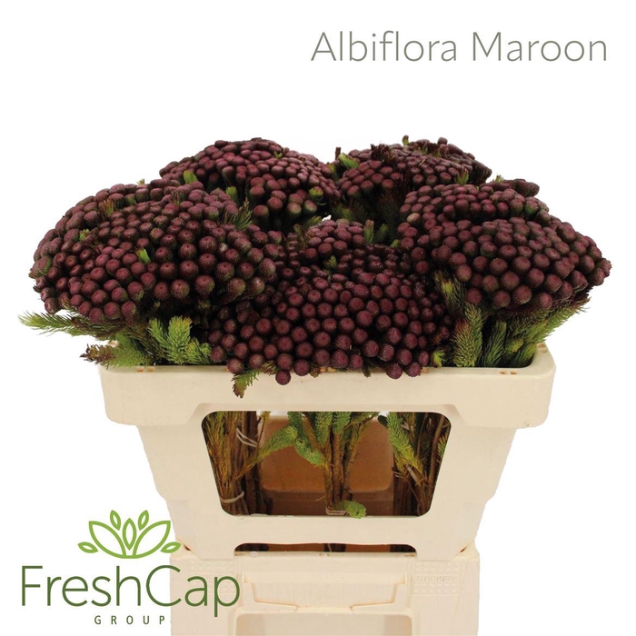 <h4>Albiflora Maroon</h4>