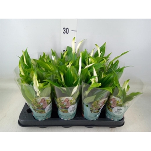 Spathiphyllum  'Pearl Cupido'