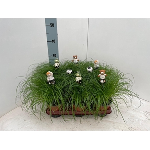 Cyperus alternifolius Zumula met voetbal items bijstekers
