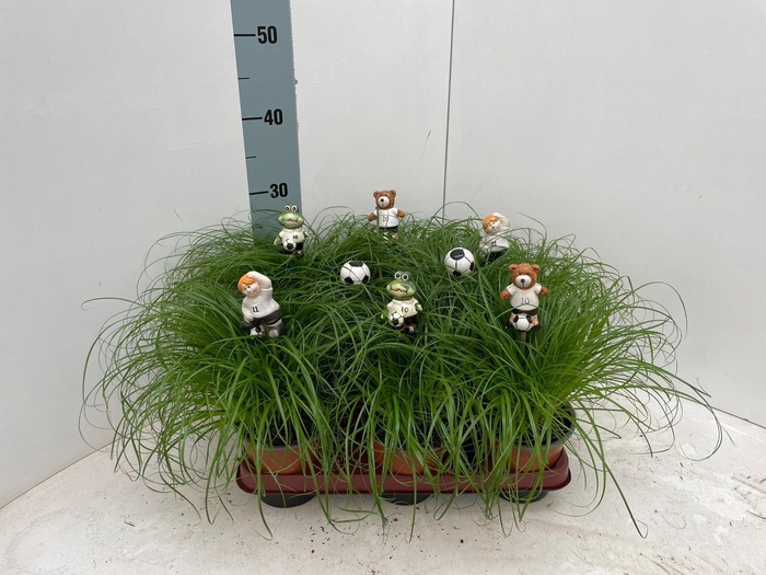 <h4>Cyperus alternifolius Zumula met voetbal items bijstekers</h4>