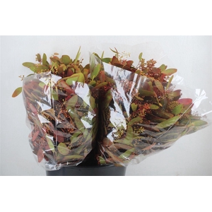 Euca Populus Berry Short De Luxe 150gr Pbs