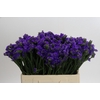 Limonium Navy Sun Birds