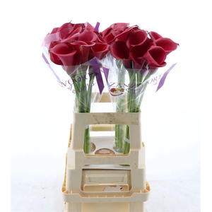 Calla Red Salsa