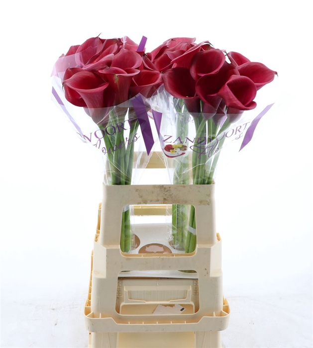 <h4>Calla Red Salsa</h4>