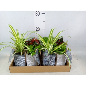 Arr.   Kamerplant Groen L%