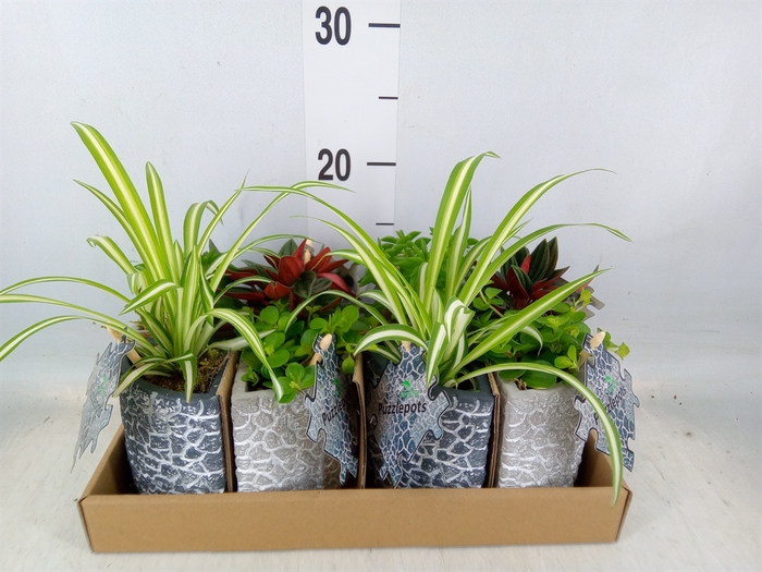 <h4>Arr.   Kamerplant Groen L%</h4>