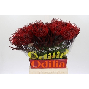 Nutans Painted Bordeaux