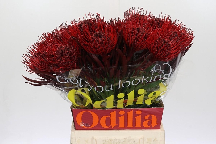 <h4>Nutans Painted Bordeaux</h4>