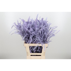 Grevilea Ivanhoe Kl Bh Milka