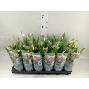 Spathiphyllum  'Chopin'