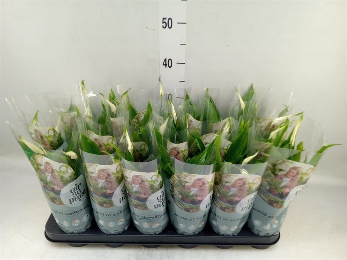 <h4>Spathiphyllum 'Chopin'</h4>