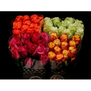 R GR Zz Assorted 70cm X20