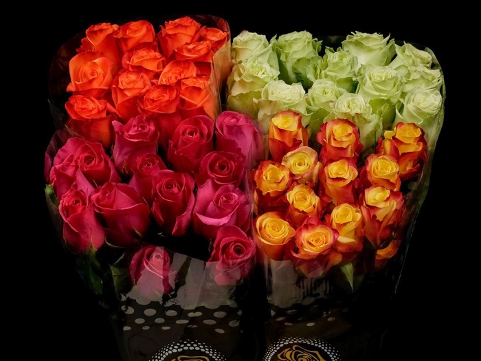 <h4>R GR Zz Assorted 70cm X20</h4>