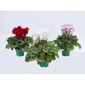 CYCLAMEN P14