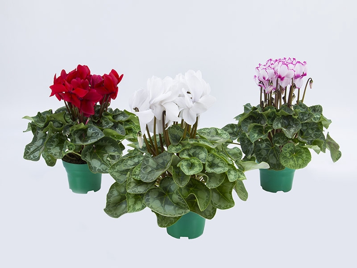 <h4>CYCLAMEN P14</h4>