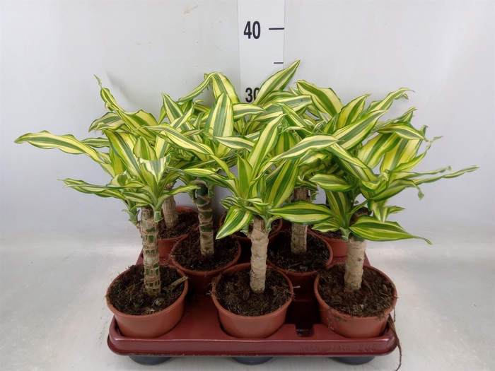 <h4>Dracaena frag. 'Yellow Coast'</h4>