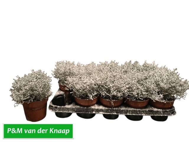 <h4>LEUCOPH BROWNII</h4>