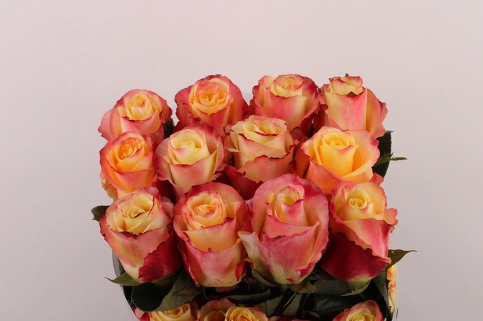 <h4>R Gr Optica Sunset</h4>