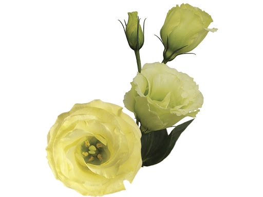 <h4>LISIANTHUS FLOR AMARELO</h4>