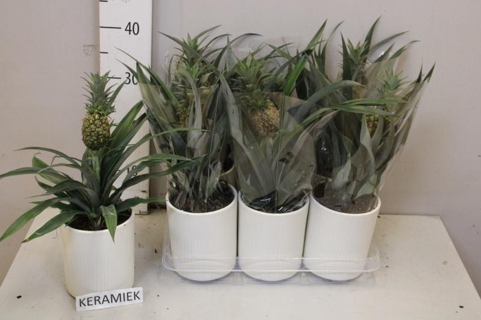 <h4>ANANAS MI AMIGO</h4>