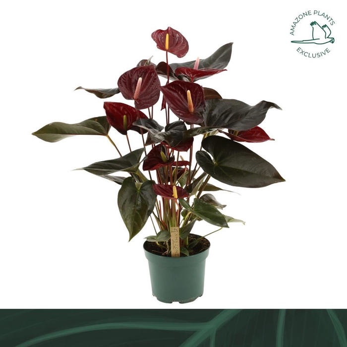 <h4>Anthurium andr. 'Delicata'</h4>