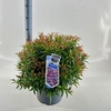 Leucothoe Burning Love